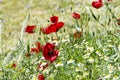 Group of poppies in the garden