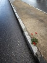 Group of poppies growing on the side of a road, concept of resilience, adversity, survival and determination