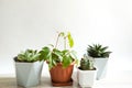 A group of popular potted house plants: Haworthia, Ficus,Rhoicissus, Cactus, Echeveria. Care of indoor plants