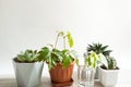 A group of popular potted house plants: Haworthia, Ficus,Rhoicissus, Cactus, Echeveria. Care of indoor plants Royalty Free Stock Photo