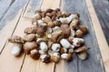 Group of porcino mushrooms Royalty Free Stock Photo