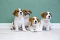 Group portrait of four adorable jack russell terrier puppies sitting on a light floor against a green background.