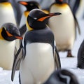 A group portrait of penguins huddling together for warmth in Antarctica3