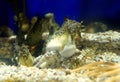 A group of potbelly seahorse inside an aquarium Royalty Free Stock Photo