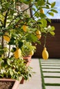 group of potted lemon trees with hanging fruits