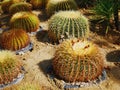Group of Potted Spiky Globe Cactus