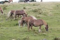 Group of pottoka horses. Royalty Free Stock Photo