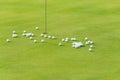 Group of practice golf ball on green Royalty Free Stock Photo