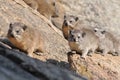 Group of prairie dogs in the wild