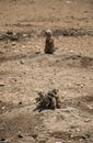 Group of prairie dogs