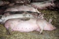 Pregnant domestic sows are waiting the birth of little piglets a Royalty Free Stock Photo