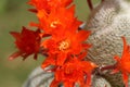 A group of pretty flowering Cactus, Rebutia lima naranja. Royalty Free Stock Photo