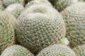 A group of beautiful thorny Cactus, Rebutia lima naranja. Royalty Free Stock Photo