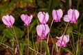 Group of pretty wild pink Cyclamen