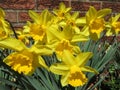 Group of Pretty Yellow Daffodils in March