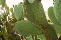 Group of prickly pear cactus at sunset Royalty Free Stock Photo