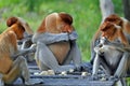 Group of Proboscis Monkeys Royalty Free Stock Photo