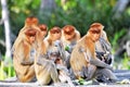 Group of Proboscis Monkeys Royalty Free Stock Photo