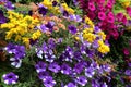 A group of profusely flowering petunias floribunda