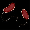 Group of Proteobacterias on black background, vector illustration