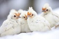 group of ptarmigans huddling for warmth on snow Royalty Free Stock Photo
