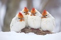 group of ptarmigans huddling for warmth on snow Royalty Free Stock Photo