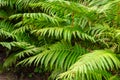 A group of Pteridophyte in a forest Royalty Free Stock Photo