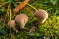 Group of puffballs mushtooms in green moss Royalty Free Stock Photo