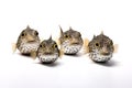 Group of puffers on white background., Fishs., Underwater animals Royalty Free Stock Photo