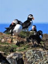 Group of Puffin Birds on Rock by Ocean