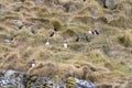 Group puffins