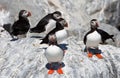 Group of Puffins