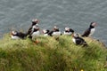 A group of puffins