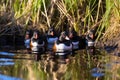 group of puffins, clustered around a hole in an iced over creek