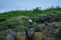 Group of Puffins