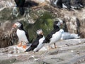 Group of Puffins on the Farne Islands