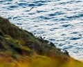 Group of puffins on a grass with a background of a sea