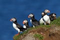 Group of puffins in Latrabjarg cliffs in iceland Royalty Free Stock Photo