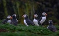 Group of puffins perched on lush green grass surrounded by trees.