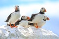 A group of puffins sat on a wall Royalty Free Stock Photo