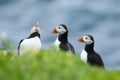 A group of Puffins standing in grass with open mouth