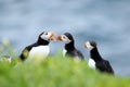 A group of Puffins standing in grass with open mouth