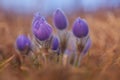 A group of pulsatilla grandis, pasqueflowers in the meadow in early spring Royalty Free Stock Photo