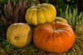 Group pumpkin orange yellow close-up