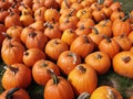 Group of pumpkins