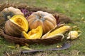 A group of pumpkins, corn and a piece of pumpkin in a wicker basket. Colorful varieties of pumpkins and squashes. Pumpkin Patch.