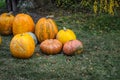 Group of pumpkins on the grass