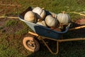 Group of pumpkins harvest on the farmers cart