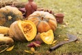 A group of pumpkins and a piece of pumpkin on straw with a cleaver, ceramic bottle and mug in the field. harvest. Colorful