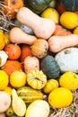 Many Type of Pumpkins